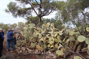cochineal Opuntia engelmanii (1)