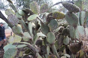cochineal Opuntia engelmanii (3)