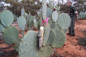 infesting cochineal nildottie (11)