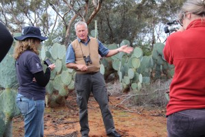 infesting cochineal nildottie (14)