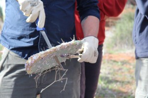 infesting cochineal nildottie (2)