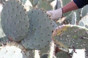 infesting cochineal nildottie (3)