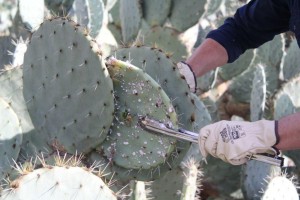 infesting cochineal nildottie (4)