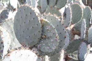 infesting cochineal nildottie (5)