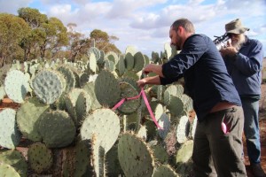 infesting cochineal nildottie (6)