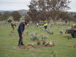 Cactus Warriors enjoy the outdoors while helping to control Wheel Cactus
