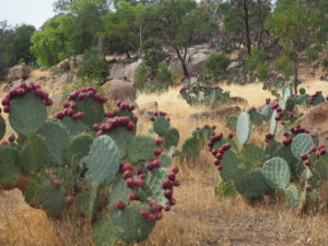 Wheel cactus infestation