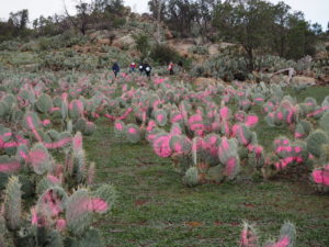 Monash University Students injecting Wheel Cactus