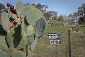 wheel-cactus-plants-ignore-fence-lines-and-warning-signs