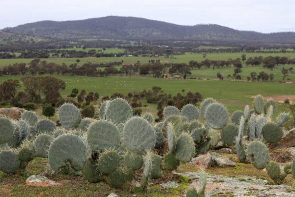 Mt Tarrengower