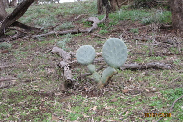Article 1 - One Wheel Cactus